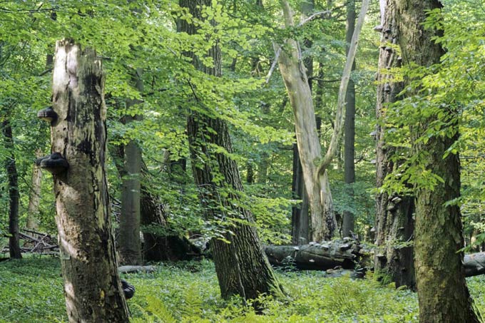 Urwald Hainich - Nationalpark Hainich