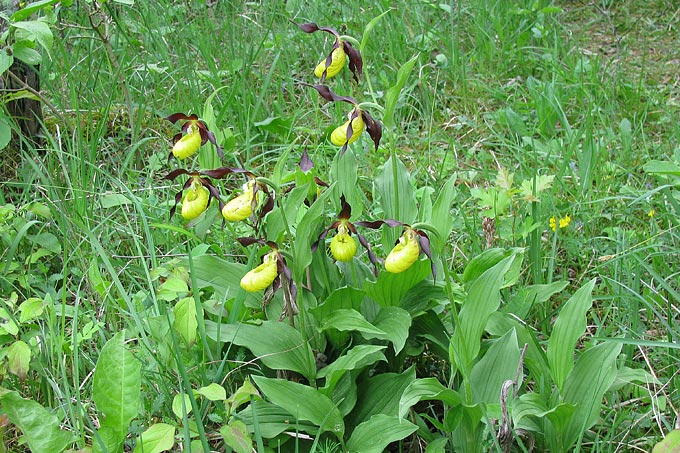 Der Frauenschuh besitzt mehrere großen gelbe Blüten.