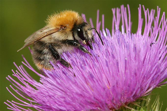 Ackerhummel auf Gewöhnlicher Kratzdistel - Foto: Helge May