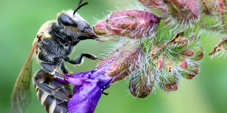 Ochsenzungen-Seidenbiene (Colletes nasutus) - Foto: Hans-Jürgen Sessner