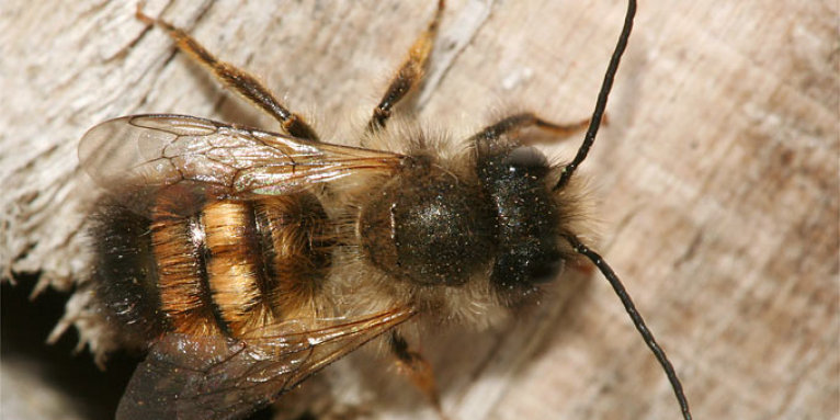 Rostrote Mauerbiene (Weibchen) - Foto: Helge May