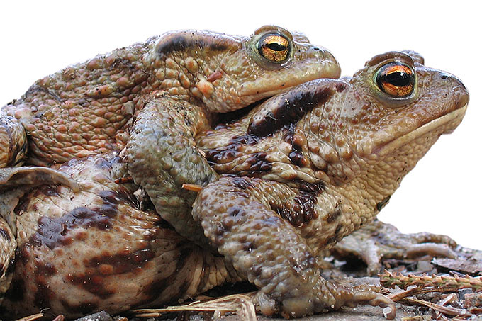 Erdkrötenpaar - Foto: Jürgen Eggers