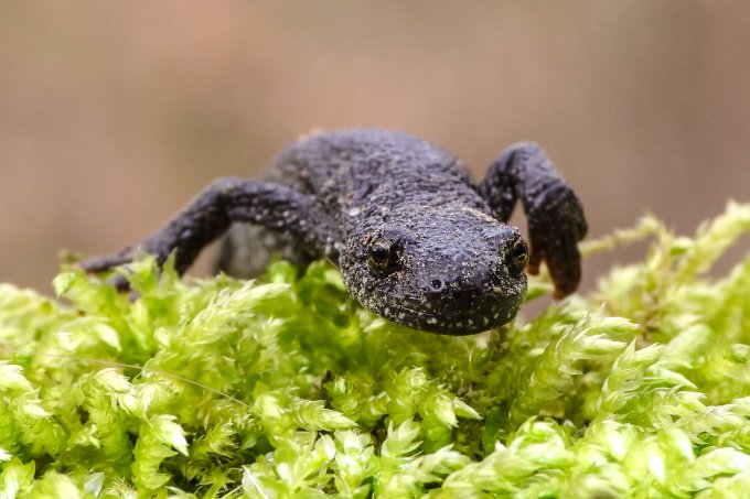 Der geschützte Kammmolch ist für die Fortpflanzung auf offene, sonnige Kleingewässer angewiesen. - Foto: Kathy Büscher