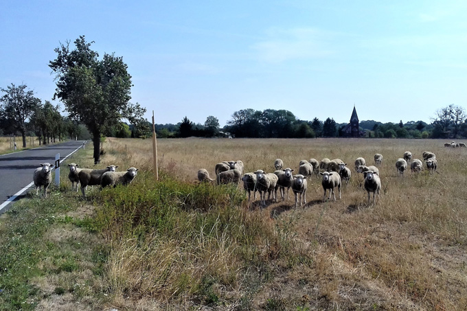 Schafe außerhalb des Elektrozauns - Foto: Silvester Tamás
