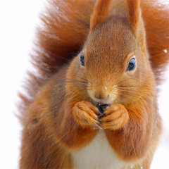 Eichhörnchen im Winter - Foto: Frank Derer
