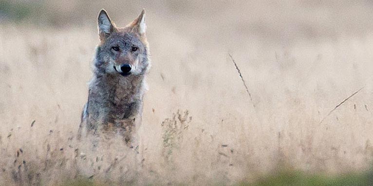 Wolf auf einem Truppenübungsplatz - Foto: Jürgen Borris