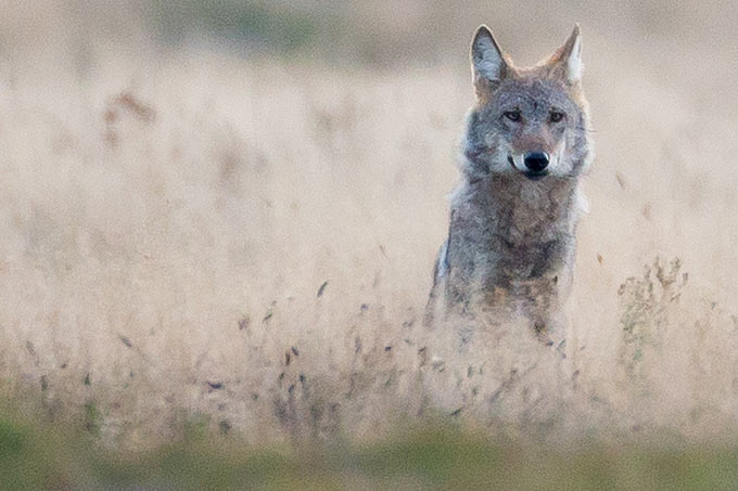 Wolf auf dem Truppenübungsplatz Munster Nord - Foto: Jürgen Borris