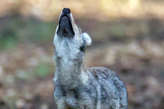 Wolfswelpe - Foto: Jürgen Borris