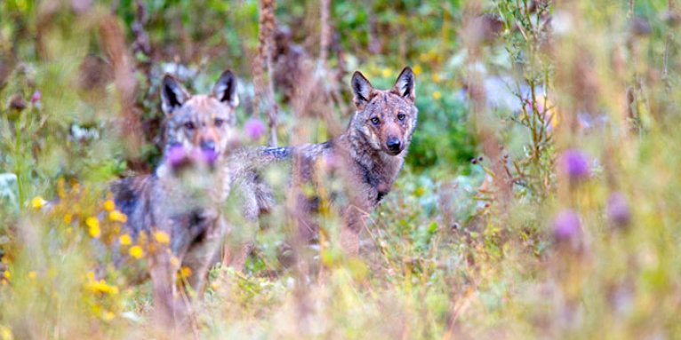 Italienische Wölfe (Canis lupus italicus) - Foto: Bruno D‘Amicis
