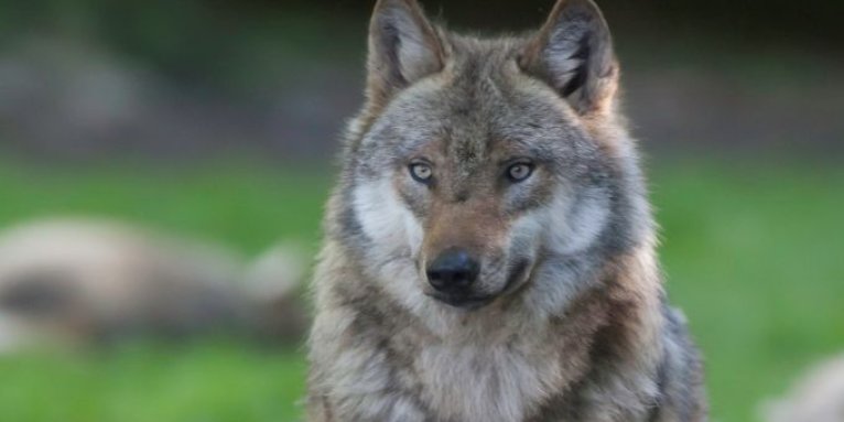 Wolf - Foto: Wolfgang Ewert