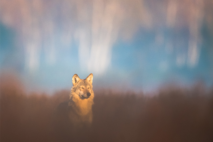 Wolf in der Gorischheide geniesst die wärmende Herbstsonne - Foto: Heiko Anders