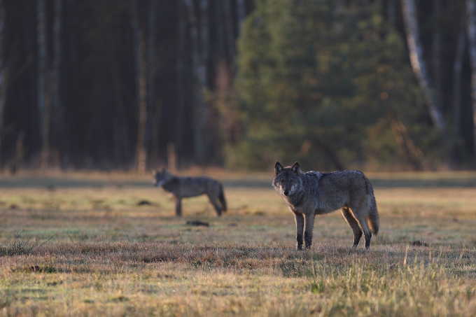 Wolf - Foto: M. Hamann