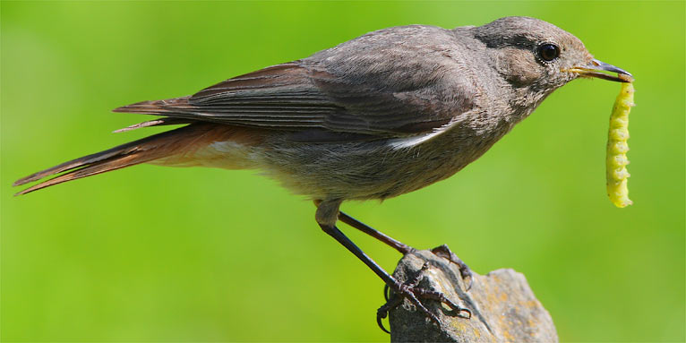 Hausrotschwanzweibchen mit Raupe - Foto: Frank Derer