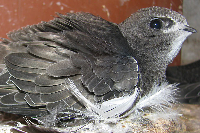 Mauersegler im Nest - Foto: NABU