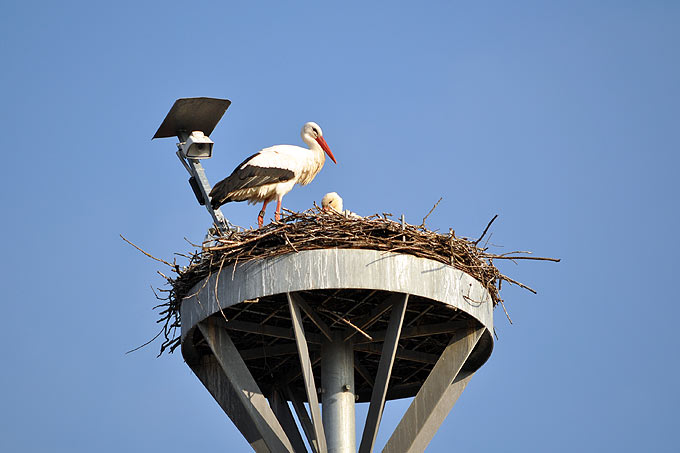 Störche im Nest - Foto: Klaus Schmidt