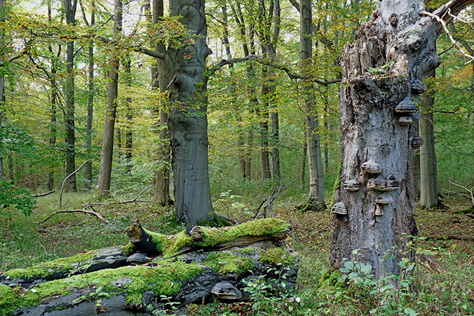 Wald - Foto: Uwe Prietzel