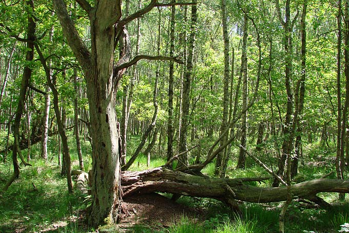Wald - Foto: Frauke Hennek