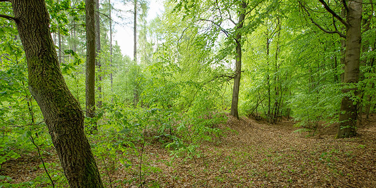 Buchenwald im Naturschutzgebiet Biesenthaler Becken - Foto: NABU/Klemens Karkow