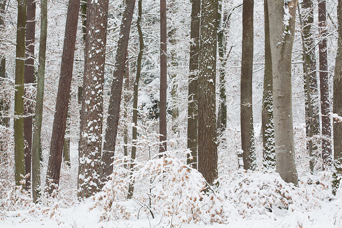 Winterwald - Foto: Frank Derer