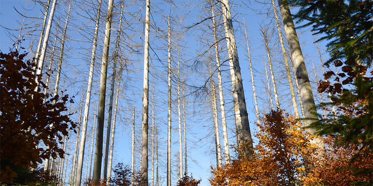 Fichte nach Borkenkäferbefall - Foto: Rolf Jantz/www.naturgucker.de