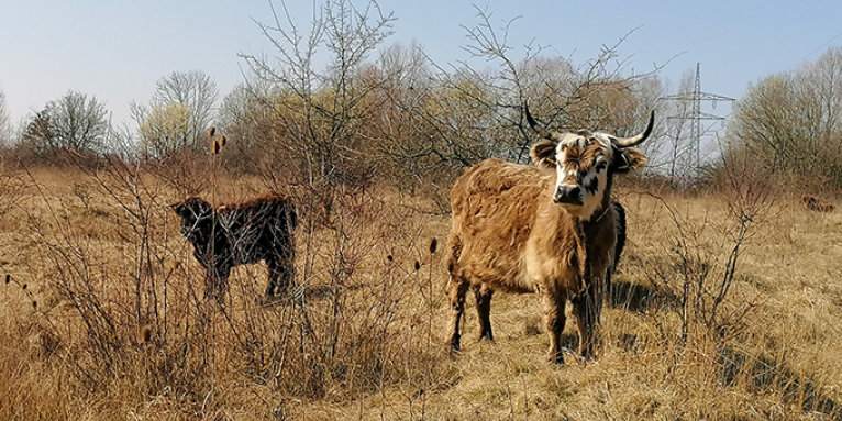 Galloway-Rinder auf dem Windknollen - Foto: Franziska Hermsdorf