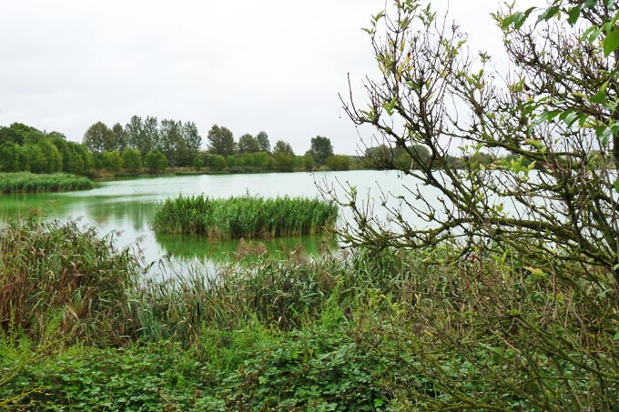 Das Teichgebiet ist ein wichtiger Brut- und Rastplatz für seltene Vogelarten - Foto: NABU Thüringen