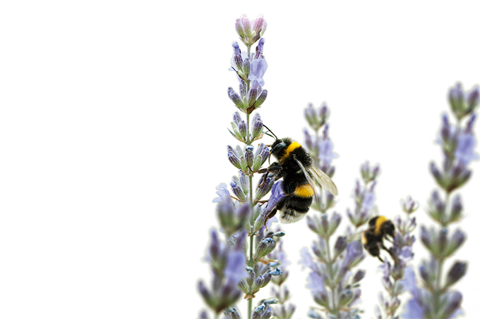 Insektensommer Aktionsbild - Foto: NABU
