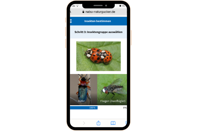 Web-App Insektensommer, Schritt 3