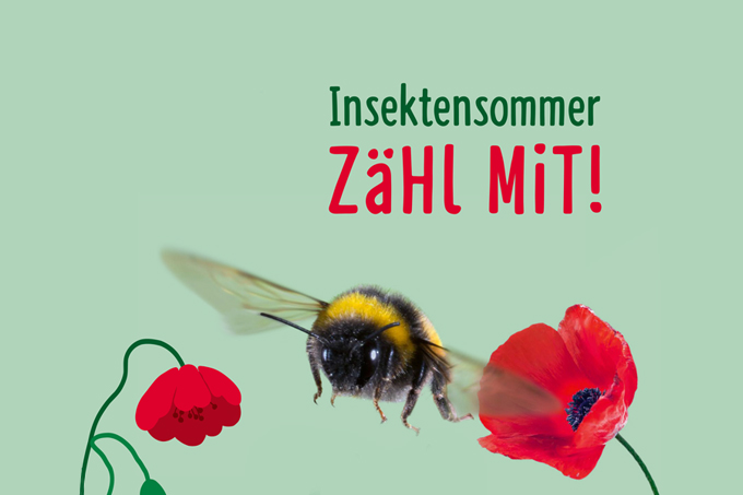Insektensommer - Zähl mit! 