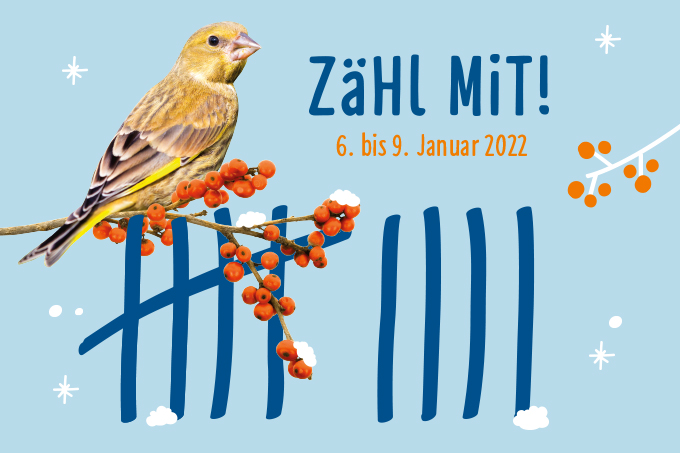 Stunde der Wintervögel 2022 - Grafik: publicgarden/Mathias Schäf (Grünfink)