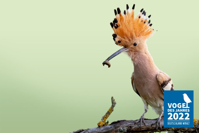 Der Wiedehopf ist Vogel des Jahres 2022 - Foto: Paul Gläser
