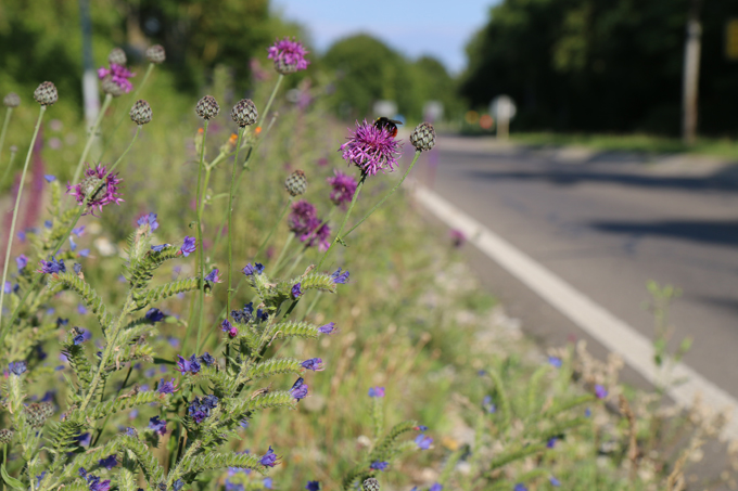 Bunte Straßenränder für Wildbienen. Foto: NABU/Anette Marquardt