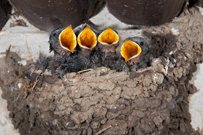 Rauchschwalben im Nest - Foto: Frank Leo
