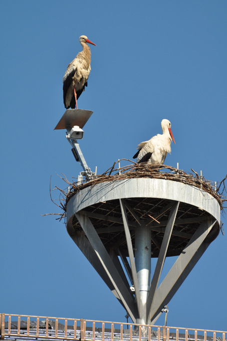Gern stellt sich ein Storch am Nest in Bad Salzungen auf die Nestkamera und entzieht sich so den neu- gierigen Blicken im Internet. - Foto: Klaus Schmidt 