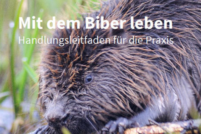 Handlungsleitfaden Biber Cover - Foto: P. Wächterhäuser/Naturlichter.de