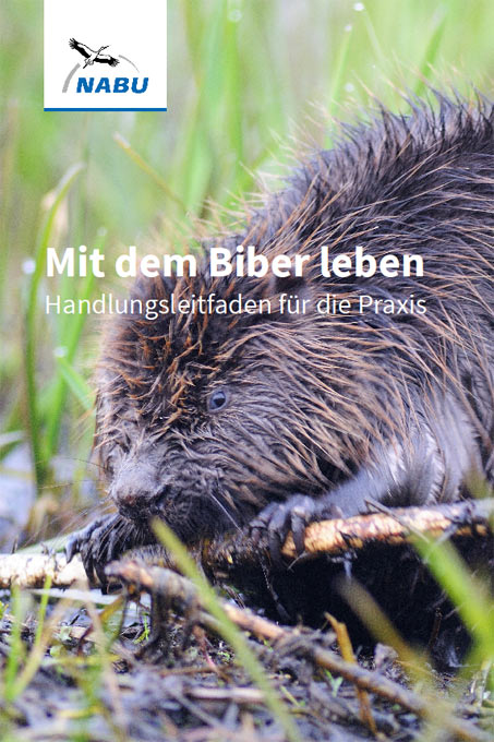 Handlungsleitfaden Biber - Foto: P. Wächtershäuser/Naturlichter.de