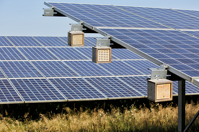 Solarpark Klein Rheide - Foto: NABU/Volker Gehrmann